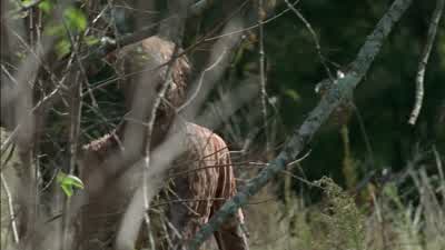 I ain't gonna hurt ya. - The Walking Dead