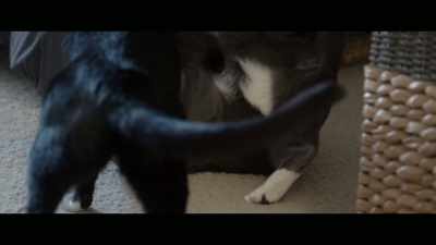 I also think it's really
hard to find an apartment - Cat Daddies