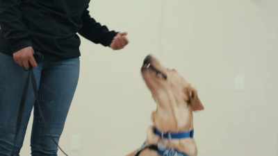 I always have to say "if"
because nothing is guaranteed. - Inside the Mind of a Dog
