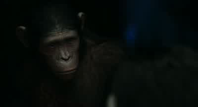 I always thinkape better than humanI see nowhow much like them we are - Dawn of the Planet of the Apes