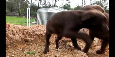 I always took my puppies - Koko: A Red Dog Story