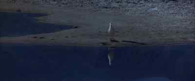 I am a perfect expression of freedom here and now - Jonathan Livingston Seagull