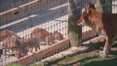 I am beyond excited to see
that kind of interaction, - Secrets of the Zoo