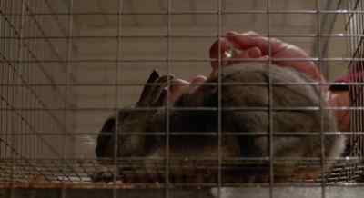 I am injecting the bunny
rabbit with the serum. - The Invisible Maniac