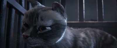 I am sorry, Gracie,
for everything. - Gracie & Pedro: Pets to the Rescue
