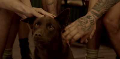 I apologised to everyone
and went, "Look, - Koko: A Red Dog Story