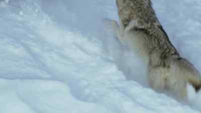 As a chase begins, - Frozen Planet II
