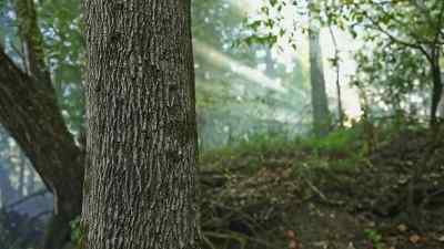 As dawn creeps in... - Swamp People