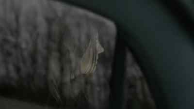 I asked Oksana...
how does she move forward? - Absentia