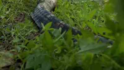 At eight and a half feet long,
this is a nice catch, - Swamp People
