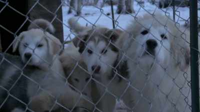 I better get that cache done so
I can rest peaceably at night - Life Below Zero: Next Generation