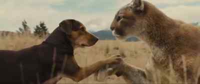 Big Kitten wanted me to follow her, - A Dog's Way Home