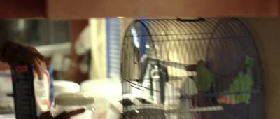[ Bird Twittering ] - The Hills Have Eyes