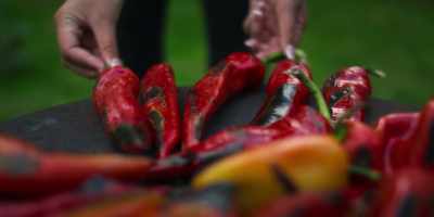I was born into peppers. - Omnivore
