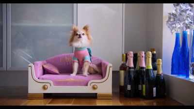 I bought a bed for Tinkerbell. - Dogs