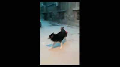 I bought him balls and stuff, - Dogs
