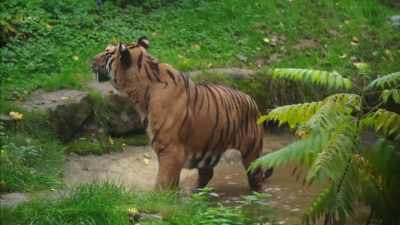I bred their parents, grandparents - Britain's Tiger Kings - On the Trail with Ross Kemp