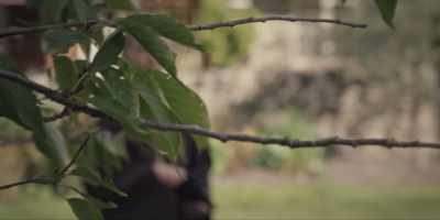 I call forth
the powers of the North Wind - Under the Vines