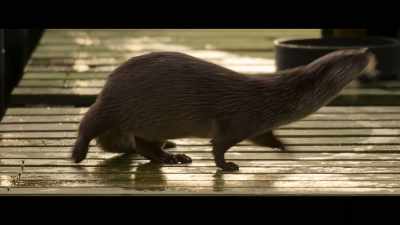 I can do the obvious stuff,
make sure she's eating well, - Billy & Molly: An Otter Love Story