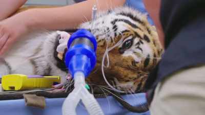 I can find her bladder
on ultrasound, - Secrets of the Zoo
