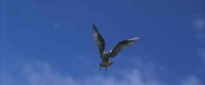 I can fly. - Jonathan Livingston Seagull