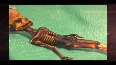 "I can prove or disprove it,"
at least looking at its DNA, - Beyond: UFOS and the Unknown