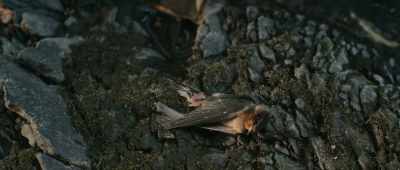I can recall a a dead bird
on a rock - Lost on a Mountain in Maine