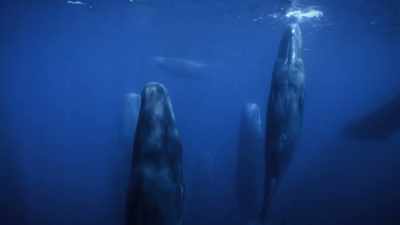 I can see between 12 and 18 whales - Secrets of the Whales
