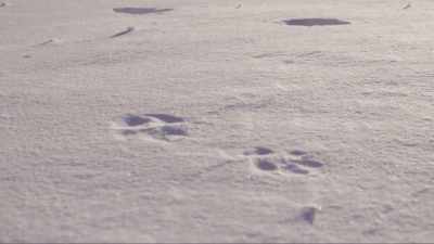 I can see that
there's multiple wolves here most likely. - United States of Animals