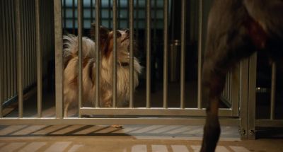 I cannot Polish the turd but perhaps we can roll it in glitter - Show Dogs