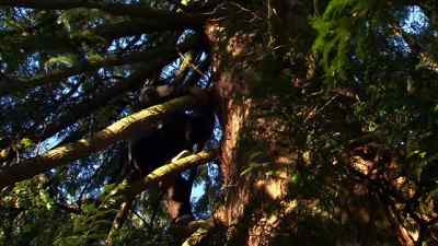 I can't believe I'm actually
climbing a tree. - Reaper