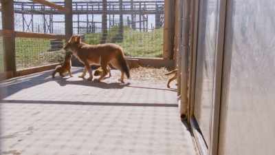 I can't believe it's-- - Secrets of the Zoo