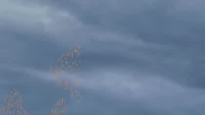 I can't do this! - Bee Movie