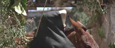 - I can't go in there.
- Why not? - Two Mules for Sister Sara