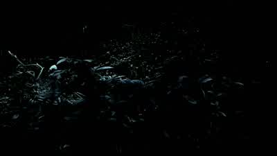 I can't see a thing. - City of God