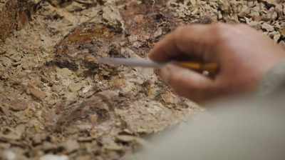 -I CAN'T WAIT.
-OH, THEY'RE JUST BEAUTIFUL. - Dino Hunters