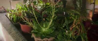 I collected seeds from
the most spectacular plants. - This Beautiful Fantastic