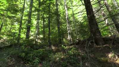 I could literally
be standing there
and you'd never see me. - Expedition Bigfoot
