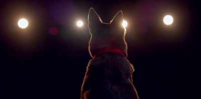 I could see the moment
he came out on stage, - Koko: A Red Dog Story