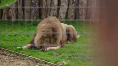I couldn't be like a normal 200
and pass him on to another 200. - Britain's Tiger Kings - On the Trail with Ross Kemp