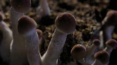 I couldn't get these
mushrooms for the longest time. - Fantastic Fungi