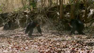 I COULDN'T TELL
A CHIMPANZEE FROM A BONOBO - Why We Hate