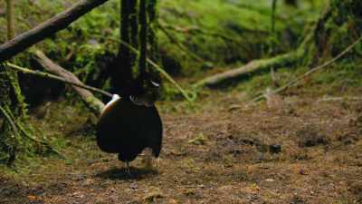 # I danced myself out of the womb # - Dancing with the Birds
