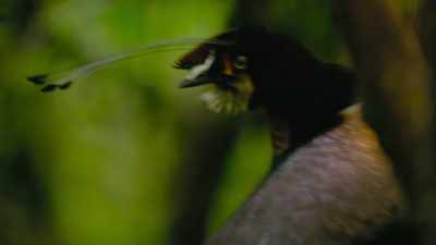 # I was dancing when I was out # - Dancing with the Birds