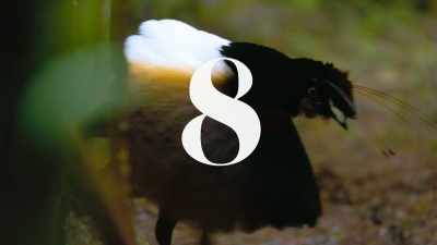 # I was dancing when I was twelve # - Dancing with the Birds