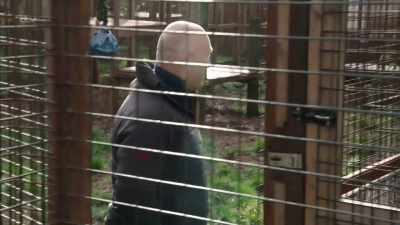 I definitely don't wanna be in here
when they open the gate. - Britain's Tiger Kings - On the Trail with Ross Kemp