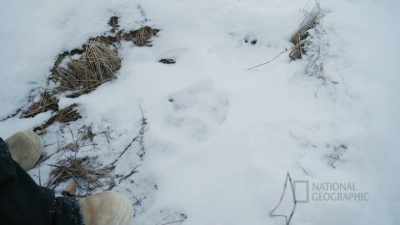 I didn't bring a gun
big enough for a bear, - Life Below Zero: First Alaskans