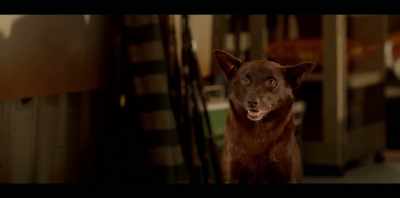 I didn't expect to form
a relationship with the dog. - Koko: A Red Dog Story