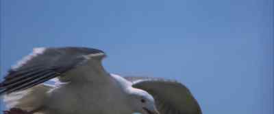 I didn't fall all the way. - Jonathan Livingston Seagull