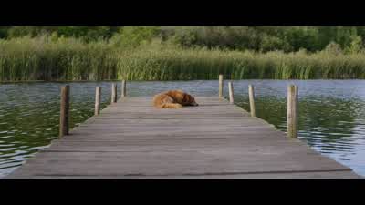 I didn't feel like playing anymore. - A Dog's Purpose